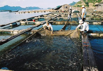 面对大灾,水产业该如何开展生产自救?